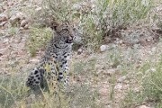 leopard cub