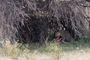 leopard Miera eating on her kill