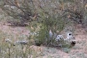 leopard cub resting