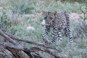 leopard cub