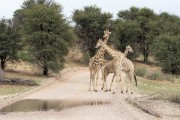 giraffes in the road