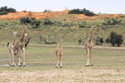 giraffes in the not-so-dry river bed