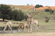 giraffes drinking from the puddles