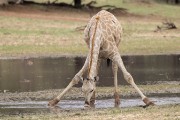 hard for giraffe to drink with their long legs
