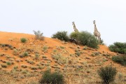 giraffes on the red dunes