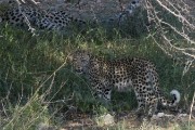 leopard Mom laying down and Anu standing