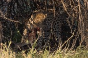 leopard Mom eating on kill