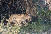 leopard Anu