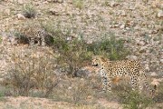 Leopard Mom and cub on the left