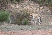 leopard Mom