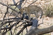 Leopard cub Anu in tree