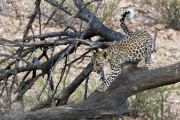 leopard cub - time to leave....