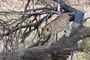 leopard cub coming down out of the tree
