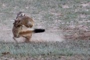 African Spring Hare - never seen by us before this trip