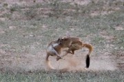 African Spring Hare at first light