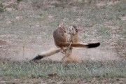 African Spring Hare