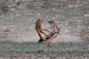 African Spring Hare