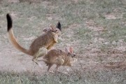 African Spring Hare