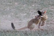 African Spring Hare