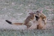 African Spring Hare