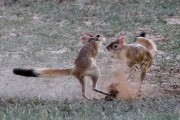 African Spring Hare