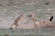 African Spring Hare