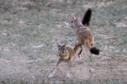 African Spring Hare