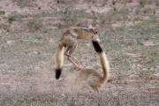 African Spring Hare