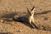 cape fox