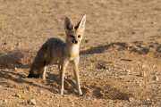 cape fox