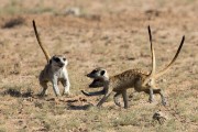 meerkats