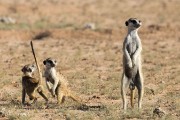 meerkats