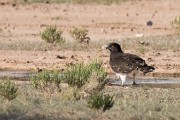 Martial eagle
