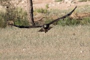 Martial eagle