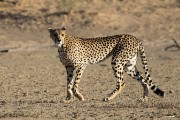 cheetah