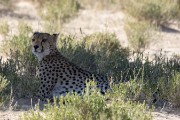 cheetah