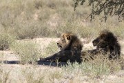 two male lions