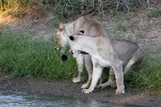 female lion and a young female