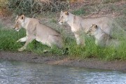 lions at the dam for water