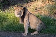 male lion, Tuffless