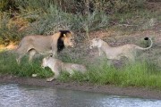 Super mom has a new boy friend, named Tuffless. His tail has no tuff at the end.