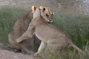 Super mom's cubs from last year. The male, Scare keeps getting beaten up by mom's new boy friend. Seems to always get hit on the same side of the face.