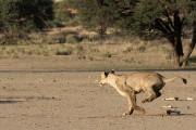 young female lion