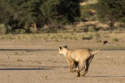 young female lion