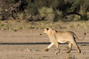 young Scare lion playing