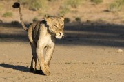 female lion