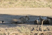 lions resting