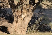 lion in a tree, not common