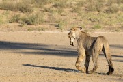 young female lion with the bone
