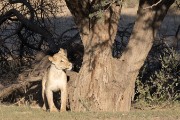 confused female lion